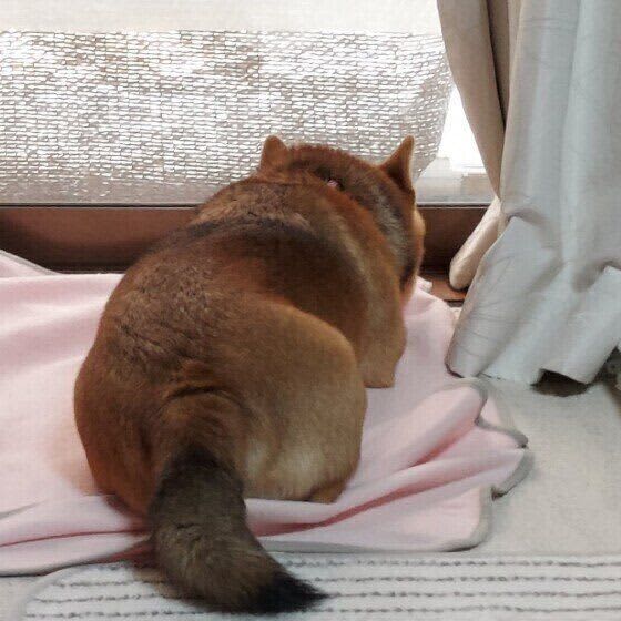犬の気分が下がるとしっぽも下がる！？沈んだ気持ちを紛らわせて