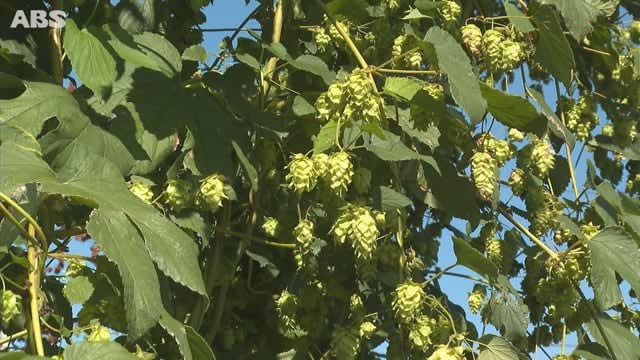横手市でビールの原料　ホップの収穫盛ん