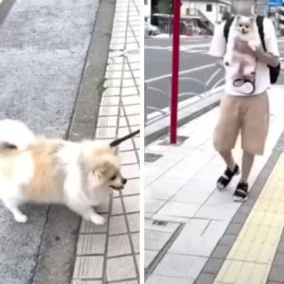 Realizing that the destination is a hospital, the dog's reaction is too excellent "I like to understand everything" "I felt helpless from the hug...