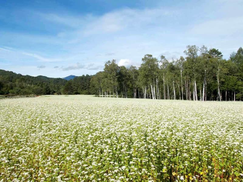 長野/開田高原「木曽馬の里」御嶽山麓のそばの花の見頃は8月下旬から9月上旬！真っ白で可憐な花の絨毯