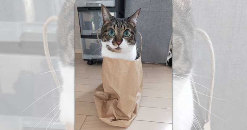Just fit meow ♪ The cat that fits perfectly in a paper bag is too cute ♡