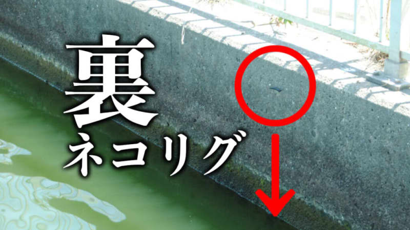 《Cover cat x water gate》 Okappari back approach! [Kanwa Manabu]