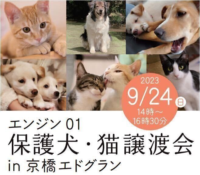 故・川島なお美さんの想いをつなぐ動物愛護活動　動物愛護週間に保護犬の譲渡会が開催
