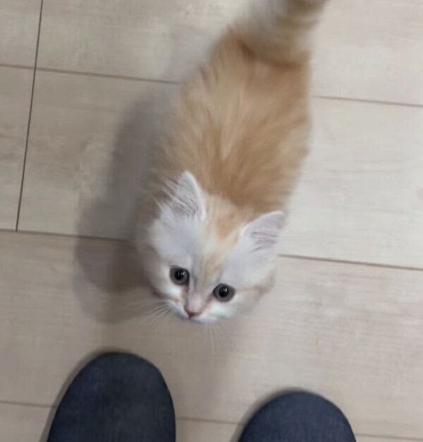 A gluttonous kitten who can't wait for "meal time" A desperate move after clinging to the owner's leg ...