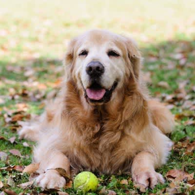 5 When Your Dog Feels Old