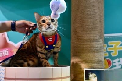 A big event for cat lovers!Cat Expo held in Hong Kong