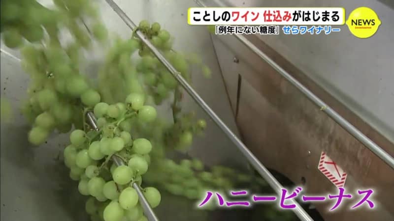 "Unusual sugar content" This year's wine preparation begins Sera Winery (Sera Town, Hiroshima)
