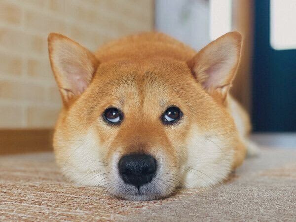 雨が強く降っていて大好きな散歩に行けない犬　“どんより”とした気持ちが顔に出てしまう様…