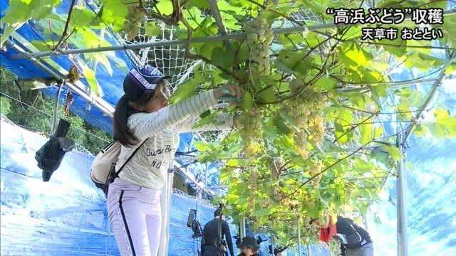 Harvesting Takahama grapes in Amakusa City as a raw material for wine [Kumamoto]