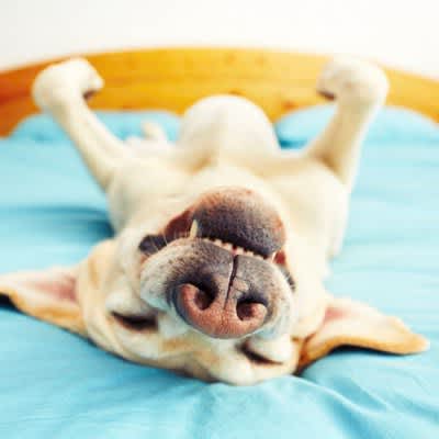3 personality traits that you can understand from your dog's sleeping posture ♡ Does your dog sleep like this?