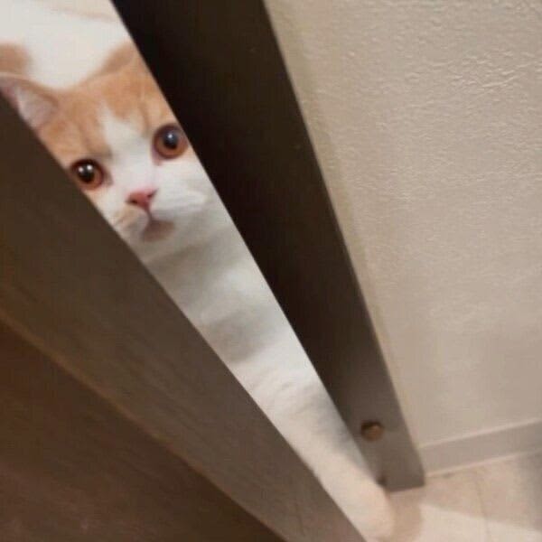 The "cat waiting to get out of the bath" peeking through the door is cute!After that, it was tamed for a “one-time super rare action”.
