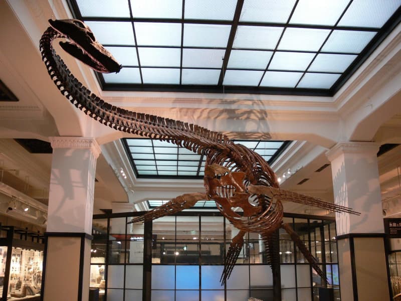 The National Museum of Nature and Science is in trouble: ``There is no successor.'' After XNUMX years of making fossil replicas, researchers have fallen in love with the fossil...