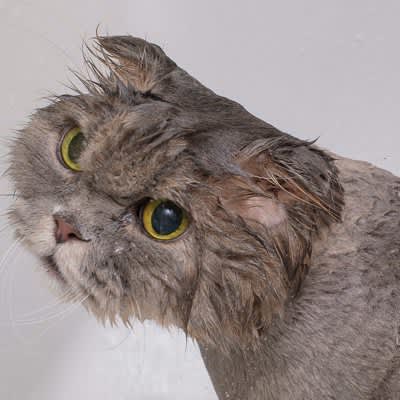 猫はどうして『お風呂が苦手』なの？5つの理由と必要になった場合の対処法とは