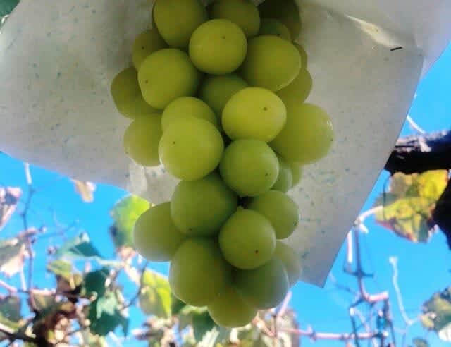 "Shine Muscat" How to distinguish "delicious bunches" directly from the farm! "Do Hamari" Writer Local Report