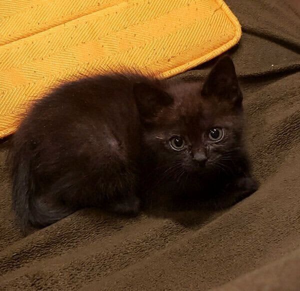 A rescued kitten who didn't grow up easily due to poor physical condition, but after a year, I thought that it was "too big" ...
