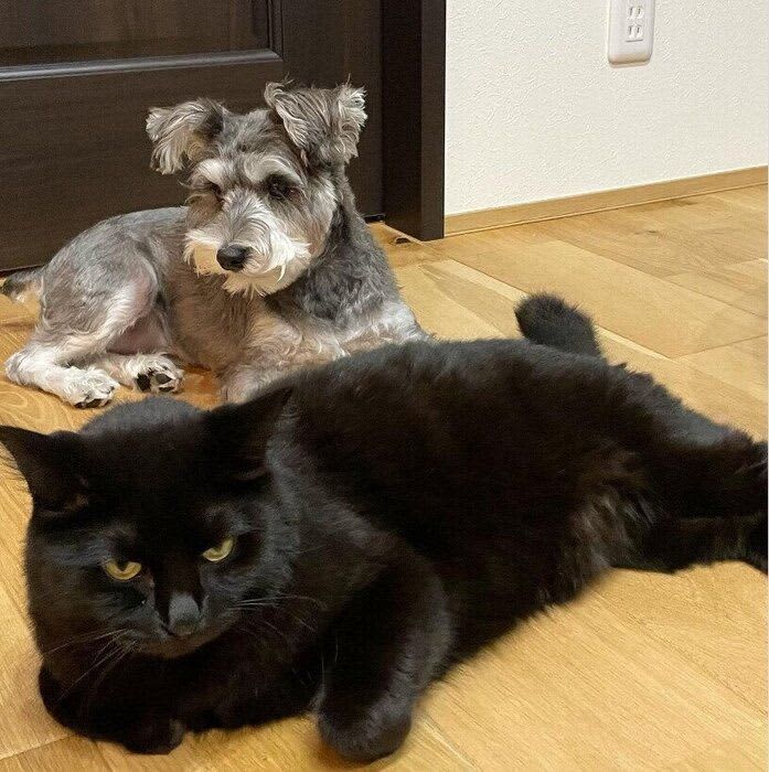 一緒に暮らす犬と猫たち　仲よく暮らせる理由を獣医師に聞いてみた