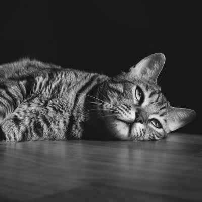 4 Reasons Why Cats Are Depressed