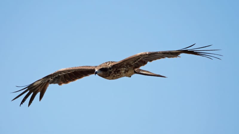 [I want to know in preparation for the trip! ] Food is stolen by black kite! ?