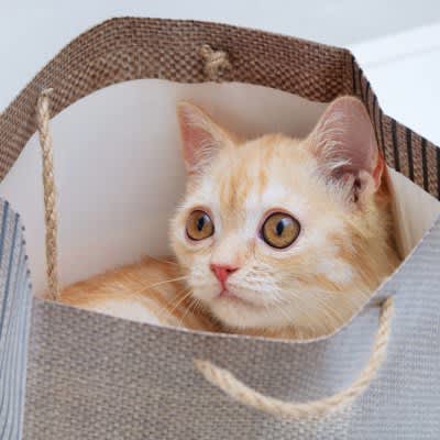 Cat owners should be careful when handling paper and plastic bags! What are the 3 reasons and precautions