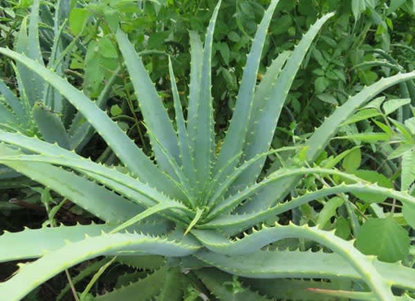 Maintain immunity with aloe's "symphony orchestra effect" [Chrononutrition and seasonal ingredients]