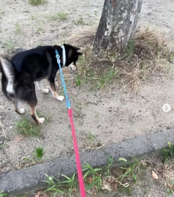 散歩中にセミを発見した犬　ビビりながらも「一生懸命遊びに誘う様子」が可愛らしい！