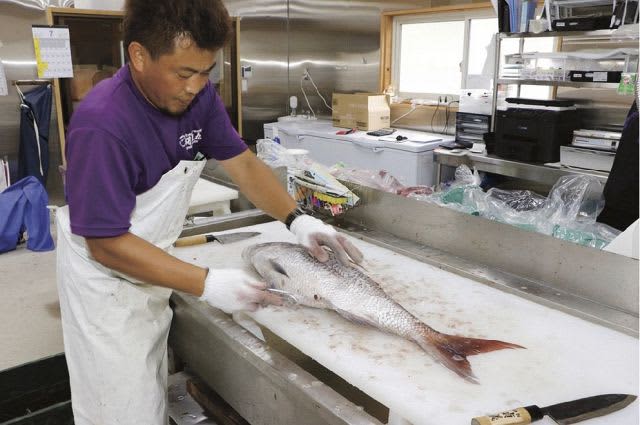 The fish you catch will be handled Fishing will revitalize the town, and processing service shops will open one after another in Kushimoto-cho, Wakayama