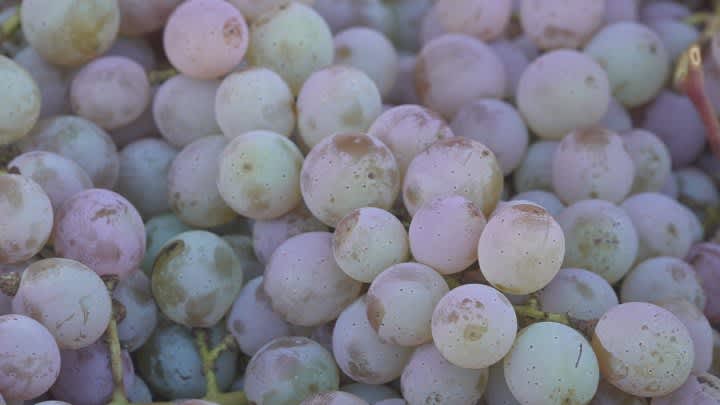 About 10 tons of Koshu grapes on the first day of wine preparation, almost three times as many as usual Chateau Mercian, Koshu City
