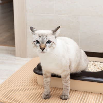 What is a good "toilet mat" for cats? Three points and the possibility of accidental ingestion