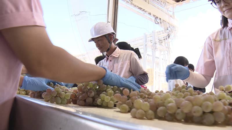 Preparation work begins at a winery in Koshu City Blessed with good weather, high-quality wine is expected Yamanashi Prefecture …