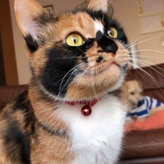 Cat care that can be done with a cotton swab!Keep your nose, teeth, nails and paws clean