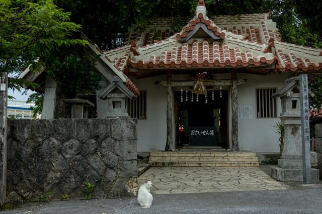 宮古島の白猫に導かれ日本最南端の神社へ【琉球島猫百景 vol.19「創造神話の聖地に棲まう白猫…