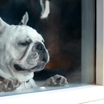 3 reasons why dogs are sensitive to "the owner's return home"! Is it true that you "predict the return"?How do you know you're home?