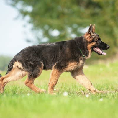 If your dog is “skipping”, could it be a sign of illness?What are the “dangerous signs” that are not just cute gestures?