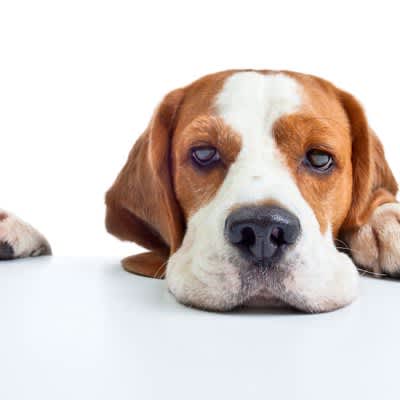 5 signs when a dog is dissatisfied with its owner!How to get rid of it and what lifestyle habits you should change