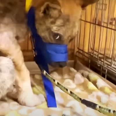 牧場に捨てられた子犬の37日間の成長記録「涙が止まらない」「保護してくれて本当にありがとう」と…