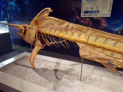 Museum costs more than 20 yen to repair specimen destroyed by visitor; museum will demand compensation as soon as it is found - China