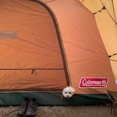 Where the hell are you...?The dog peeking out from the entrance of the tent is so cute ♡