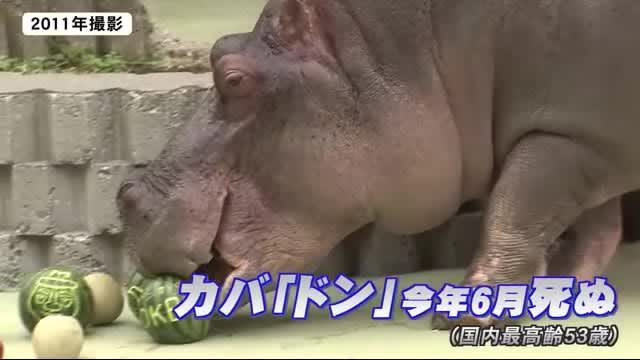 ``I hope you will be happy to see it.'' The oldest hippopotamus in Japan, Don, died in June.
