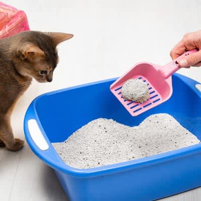 猫がトイレ掃除をじっと見るのはなぜ？性格によって違う3つの心理とは