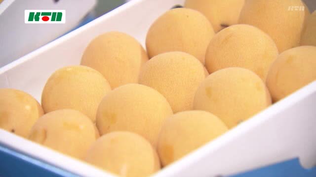 Supporting Nagasaki loquat producers with Kurafan