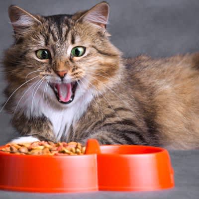 猫の『食事回数』は多い方が良い？3つのメリットと適切な回数や量を解説
