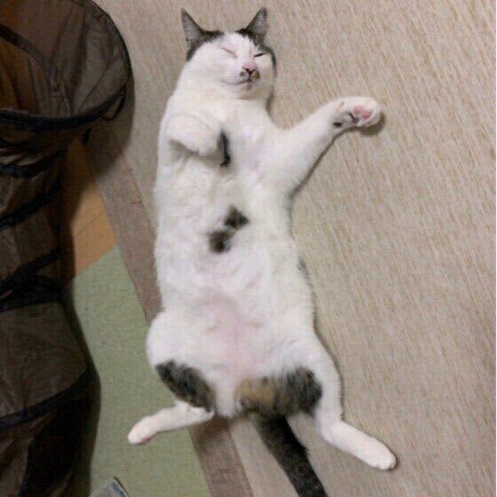 An expert judges whether there is a ``doting behavior'' that a cat is too cute to do