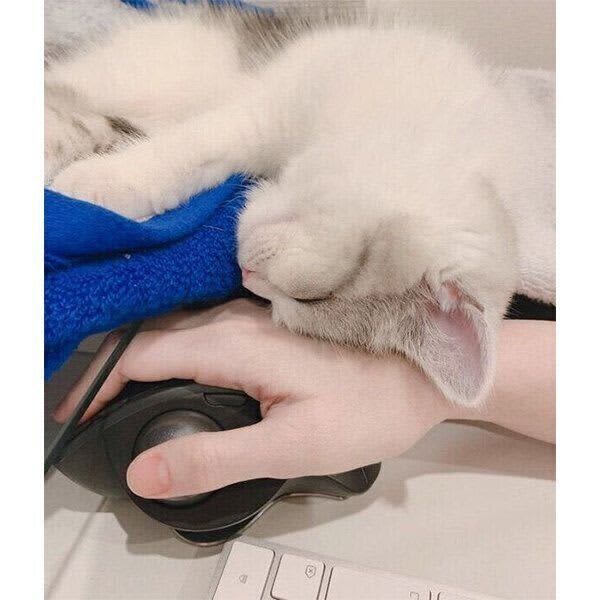A kitten that takes a nap on its owner's hand as a pillow while at work → At 2 years old, "I'm an adult who has mastered tsundere...
