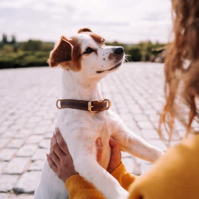 3 ``owner behaviors'' that will bring you closer to your dog's ``emotional distance''!What are the tips to keep in mind to gain trust?