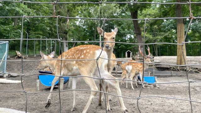 About 1 hour from Sapporo! A campsite with deer, which is great for families with children... A lot of playground equipment and clean toilets