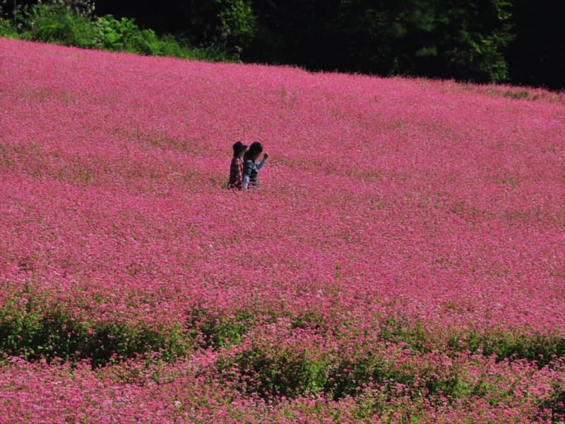 Nagano/Shinshu Minowa "Red soba flower garden" The best time to see the ruby-colored carpet is from mid-September to mid-October! "Aka Soba Village"
