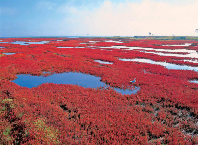 Hokkaido/Abashiri “Lake Notoro” Best time to see from mid-September to late September!“Kagariya” is the largest “coral grass” colony in Japan with an area of ​​approximately 9 hectares