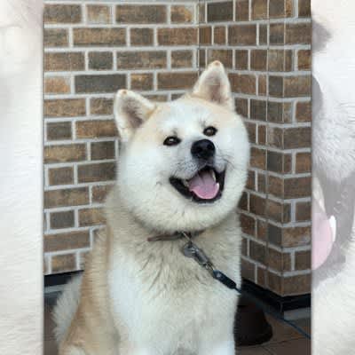 With sparkling eyes and a smile ♪ Akita Inu's genius and cute smile is a hot topic