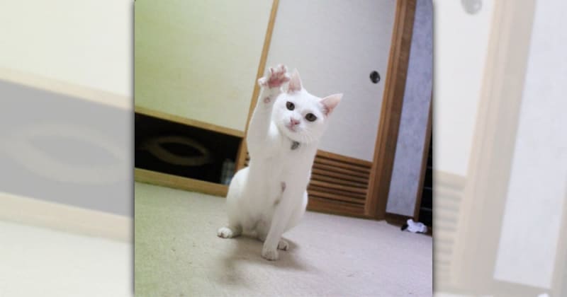 A rock-paper-scissors game with a cat ♪ Many Twitter users are losing in front of the cute Parr...! ?