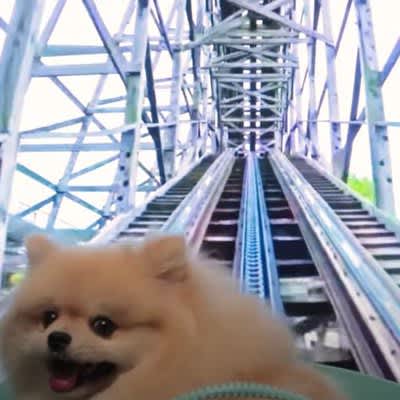 "Isn't it synthetic?!" "I'm still doubting myself lol" A dog on a roller coaster...!It is a shocking video…